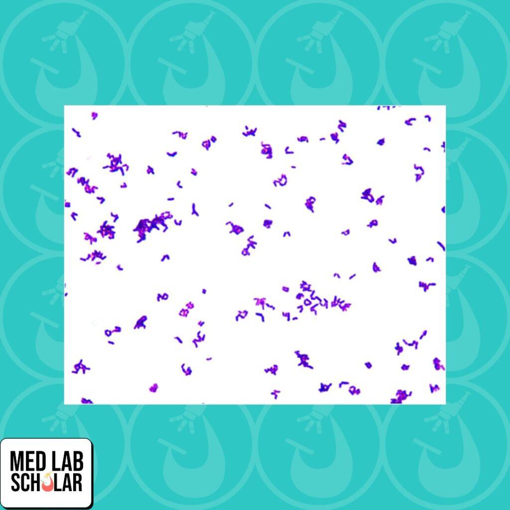Microbiology: Microscopic image of microorganisms from a skin swab. 