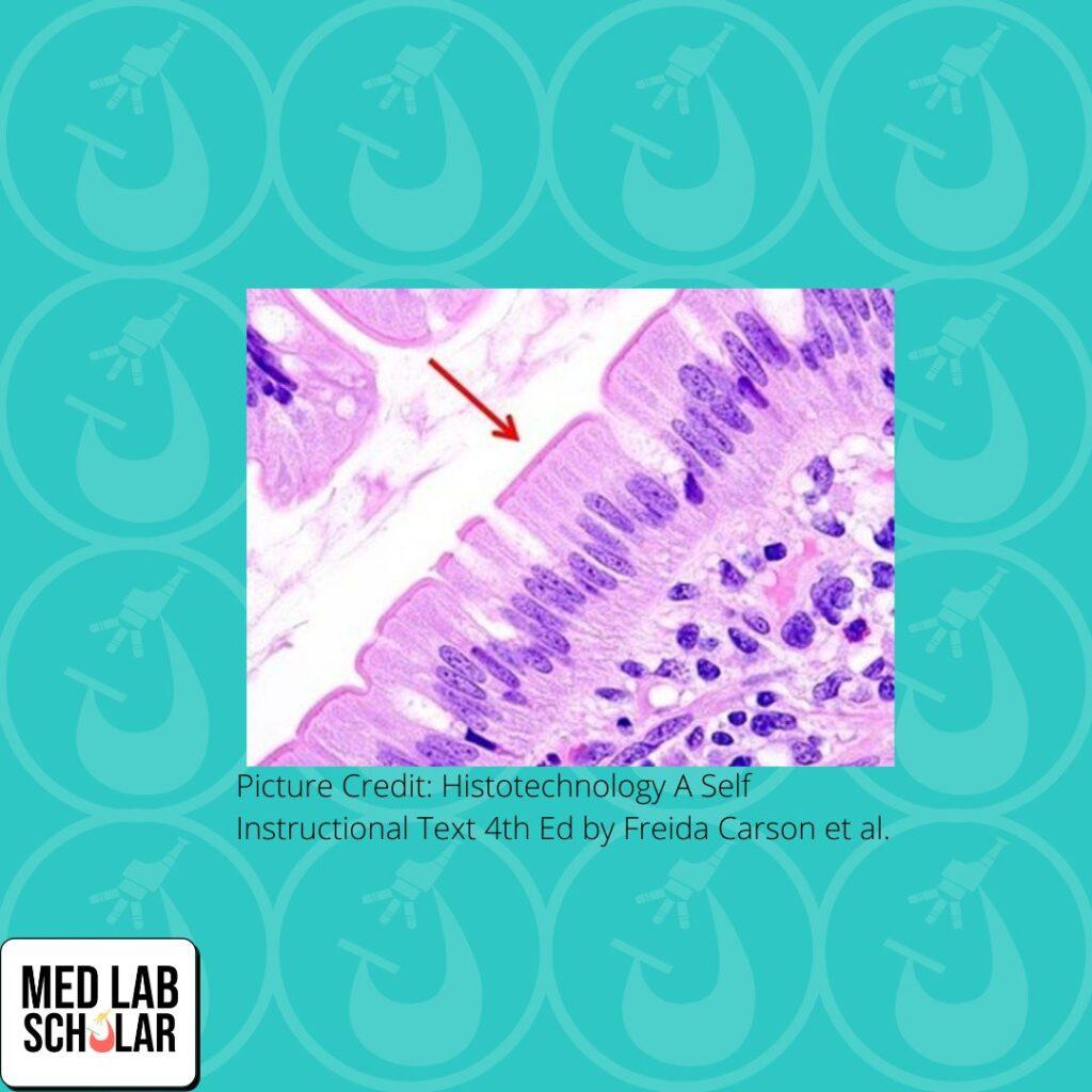 A stained tissue with an arrow pointing at an epithelial cell. Picture credit: Histotechnology A Self Instructional Text 4th Ed by Freida Carson et al.  